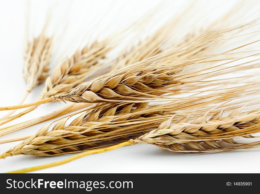 An image of yellow ears of ripe barley