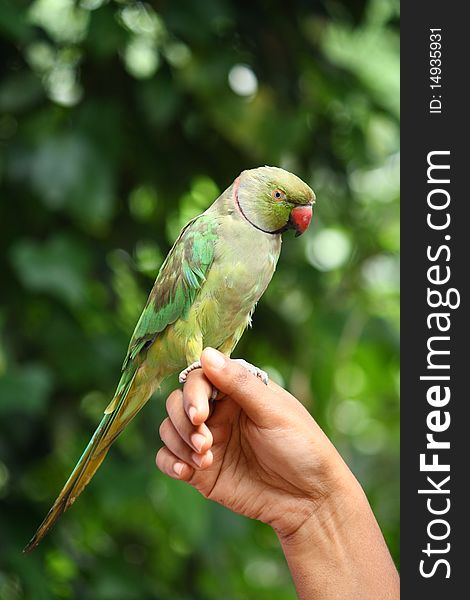 An asian green parrot sitting on a human hand