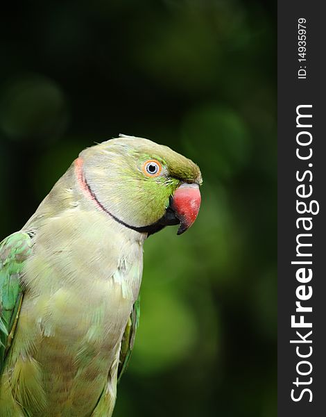 Side portrait of an asian green parrot