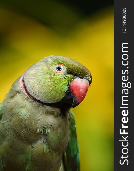 Portrait of an asian green parrot