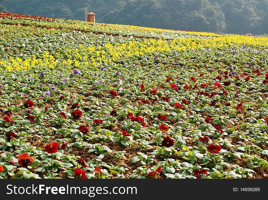 Various Of Flowers