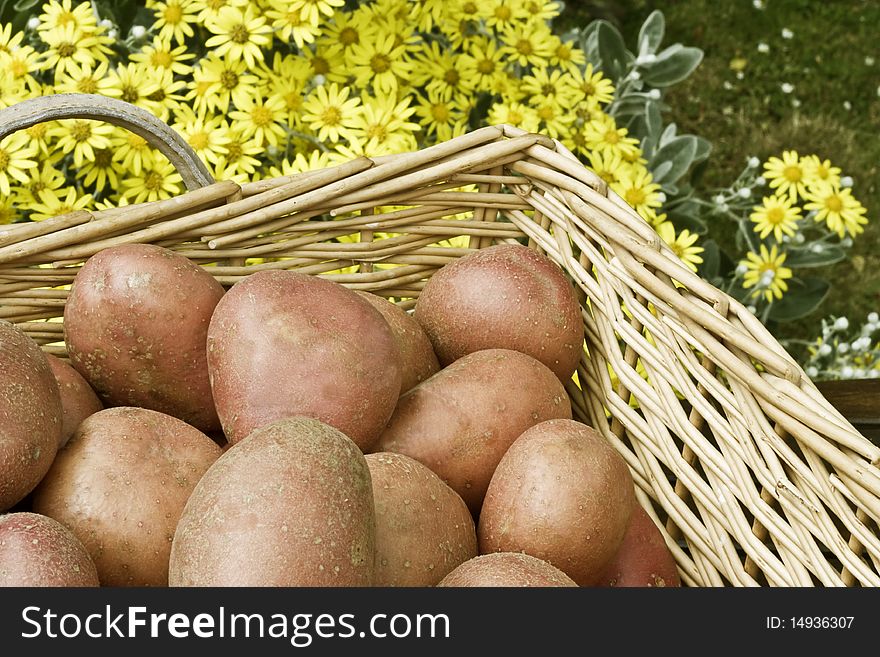 A close-up of potatoes in a basket in the garden. A close-up of potatoes in a basket in the garden