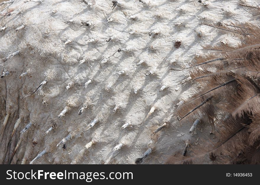 Close up image of ostrich crude skin