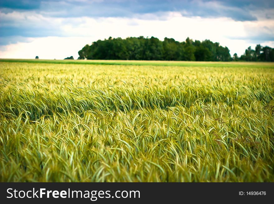 Green spring grains, close up of yellow wheat ears on the field