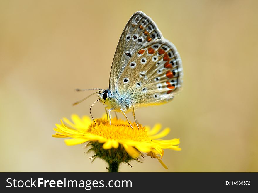 A Lycaenidae butterfly on a yellow flower