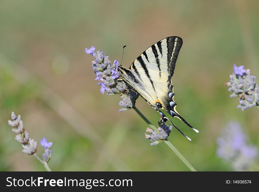 A Papilio Machaon is eating on lavander flowers. A Papilio Machaon is eating on lavander flowers