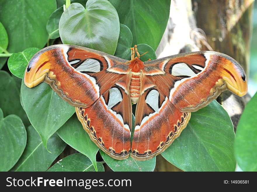 An Attacus atlas is sleeping on a leaf. An Attacus atlas is sleeping on a leaf