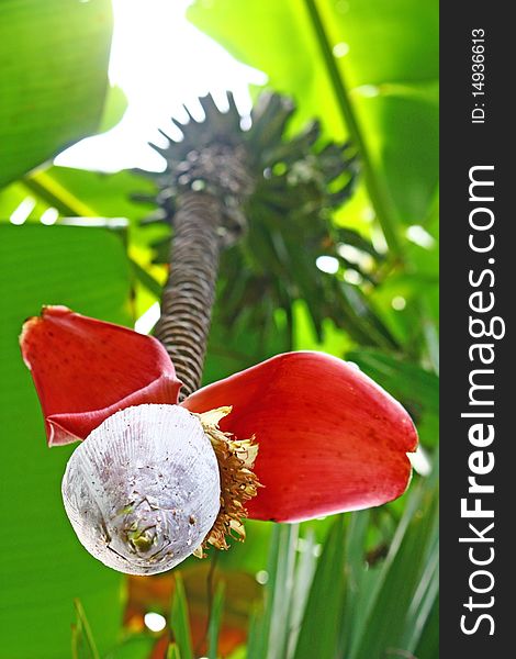 Red color blossom of the banana tree.