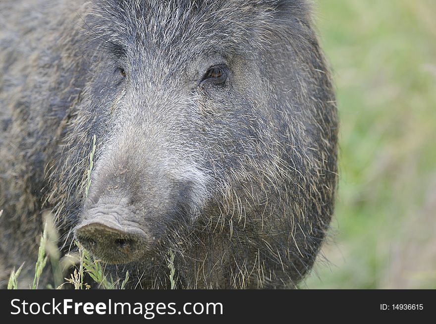 A tuscan boar looking for food in the countryside