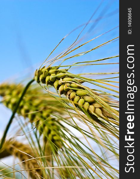 Green spring grains, close up of yellow wheat ears on the field