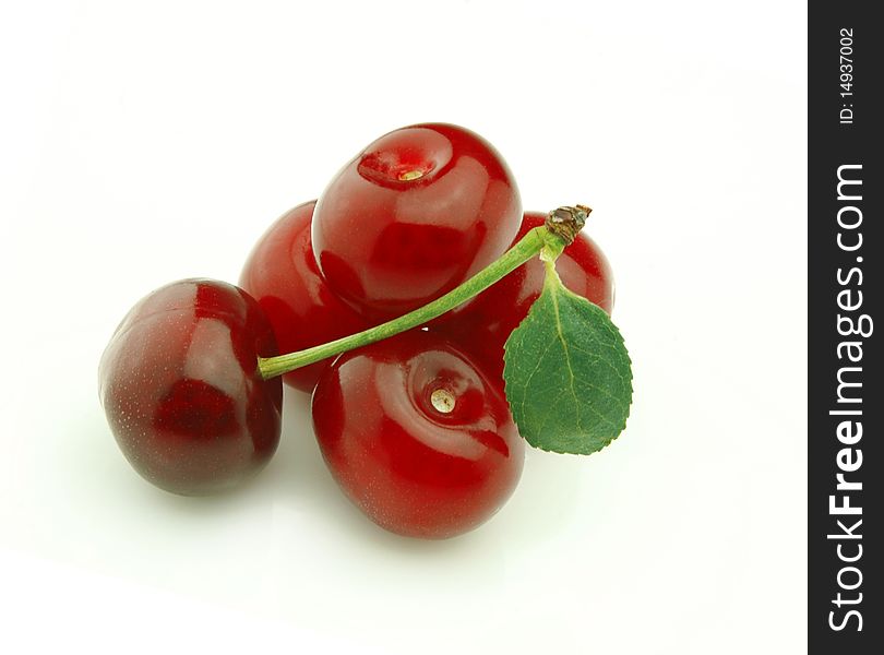 Fresh picked cherries still attached to their stem.