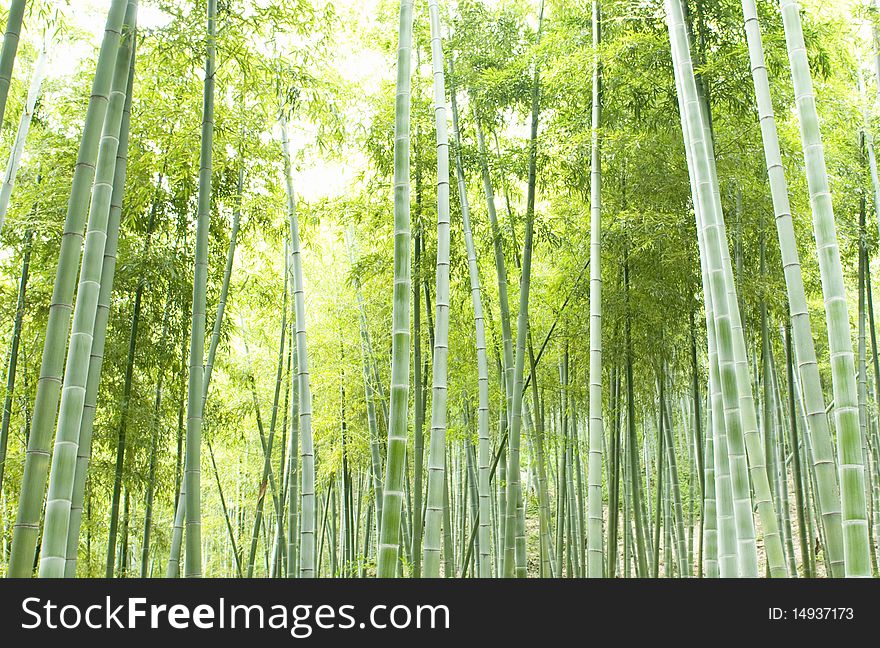 Bamboo forest, natural green background