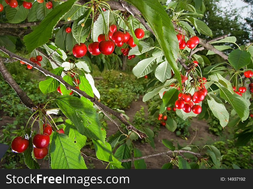Bunch of red cherries on a branch with green leaves. Bunch of red cherries on a branch with green leaves