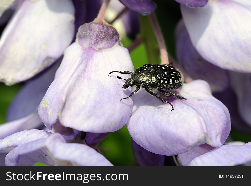 A Beetle On  Flower