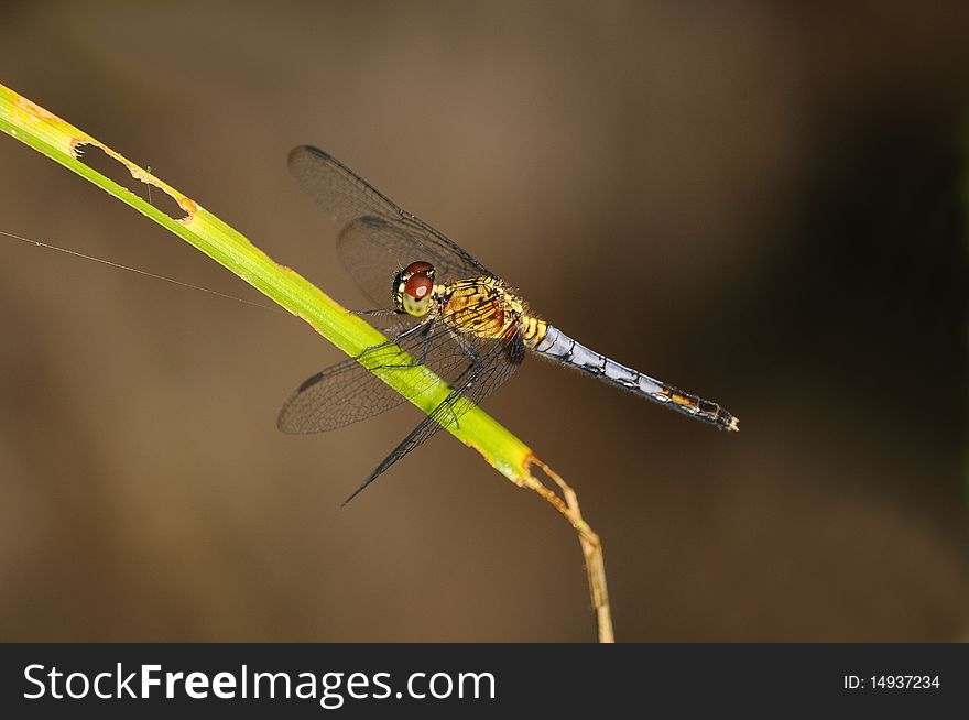 A dragonfly is resting on a blade of grass
