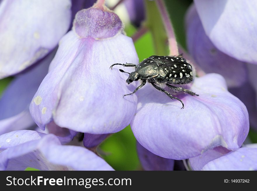 A beetle is looking for food on a flower. A beetle is looking for food on a flower