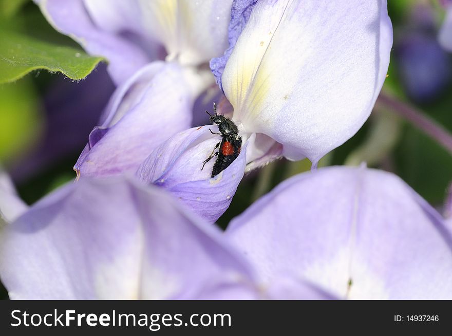 Insect on a flower