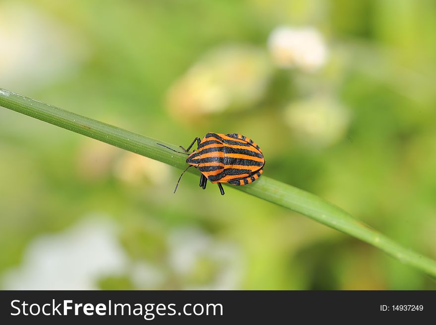 A black and red striped bug