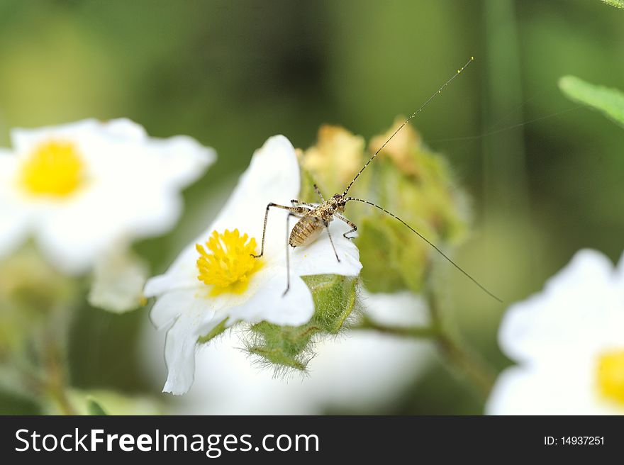 A very little grasshopper on a flower