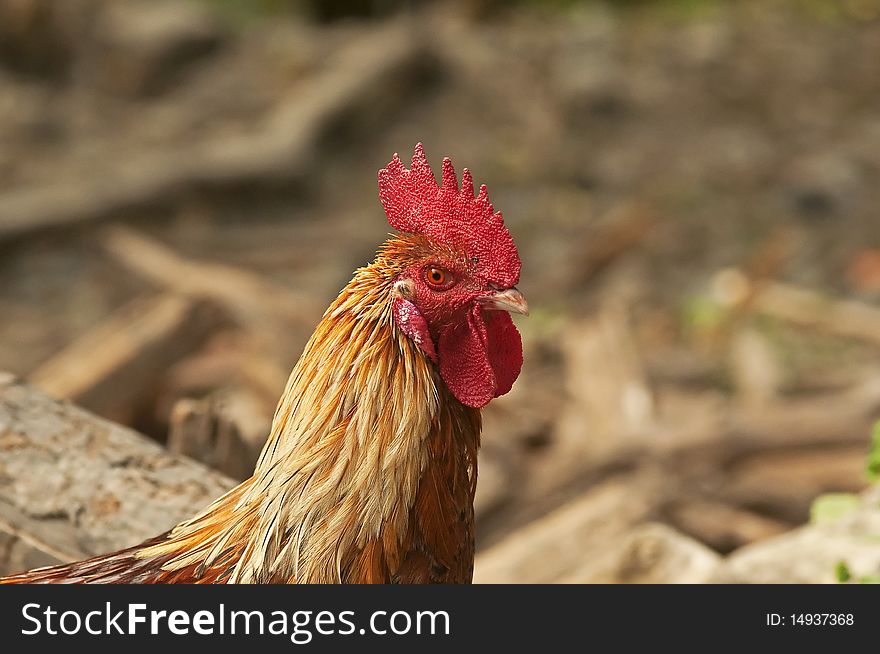 Portrait of a rooster ( free-roaming)