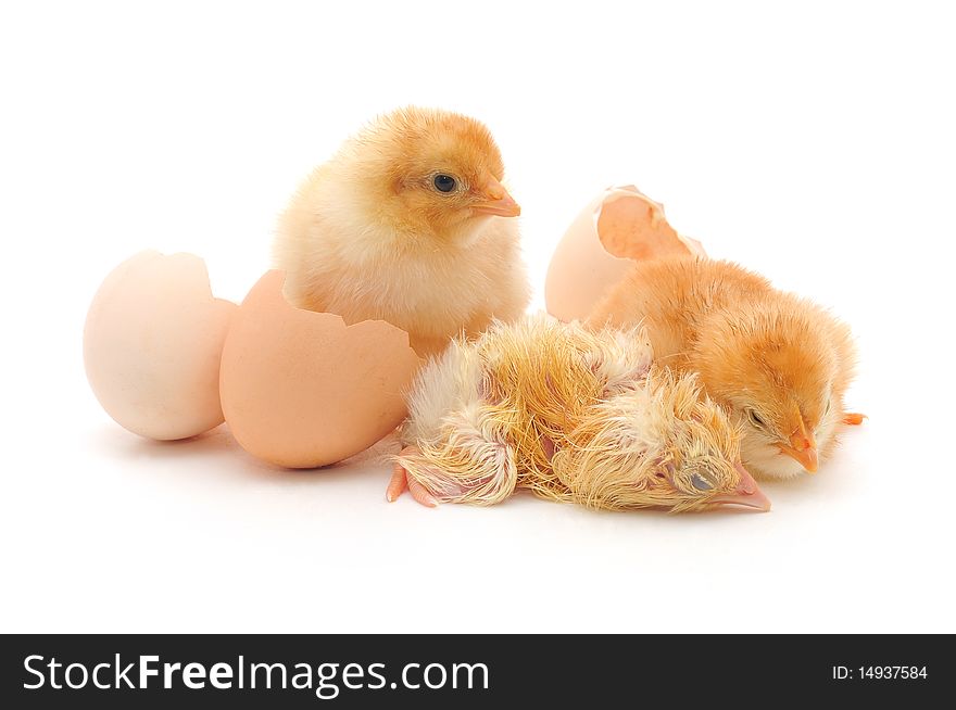 Chickens and an eggs shells on white background