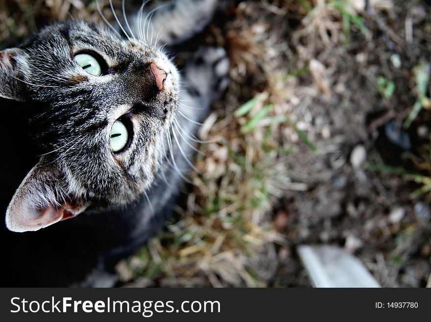 A gray tabby cat in grass outside. A gray tabby cat in grass outside.