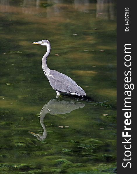 Grey heron reflection on the lake