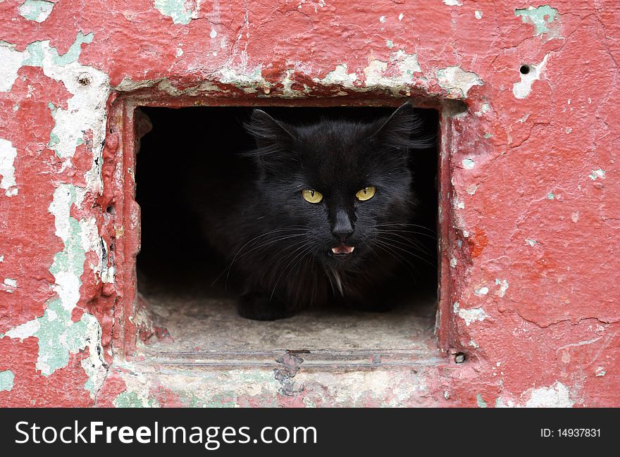 Portrait of a beautiful black cat