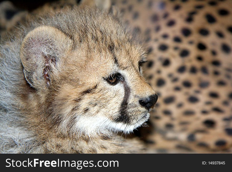 Detail head of the cheetah cub