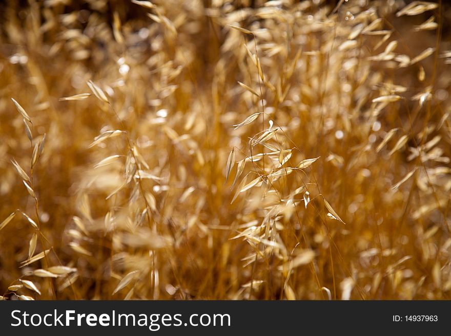 Golden wheat grass closeup at sunset