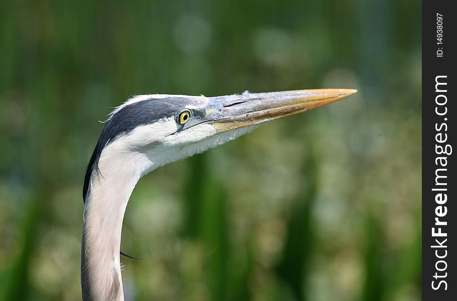 Closeup of Great Blue Heron