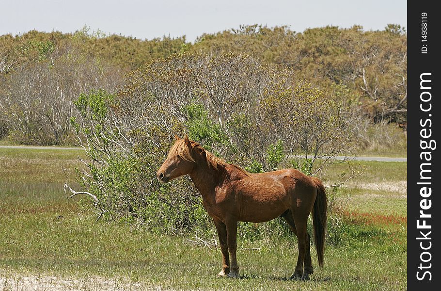 Beautiful Wild Assateague Island pony. Beautiful Wild Assateague Island pony