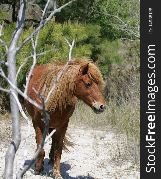 Beautiful Wild Assateague Island pony. Beautiful Wild Assateague Island pony