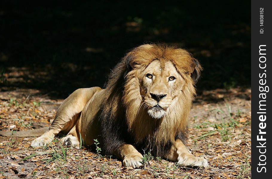 Male Lion ready to pounce. Male Lion ready to pounce