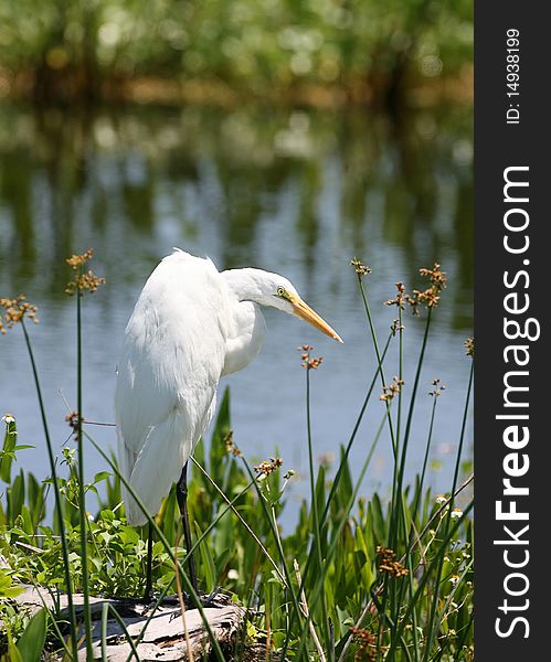 Great White Egret fishing in a wetland. Great White Egret fishing in a wetland
