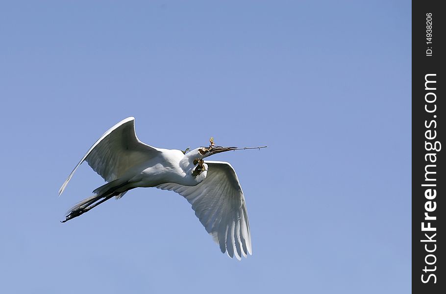 Great White Egret flying with nesting material. Great White Egret flying with nesting material