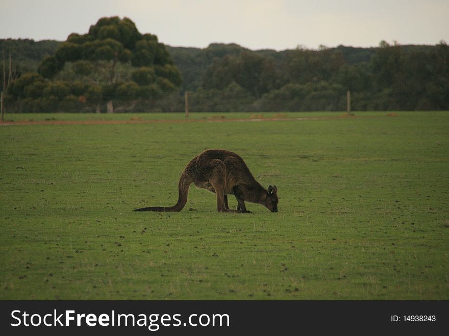 Picture of a kangaroo in a park