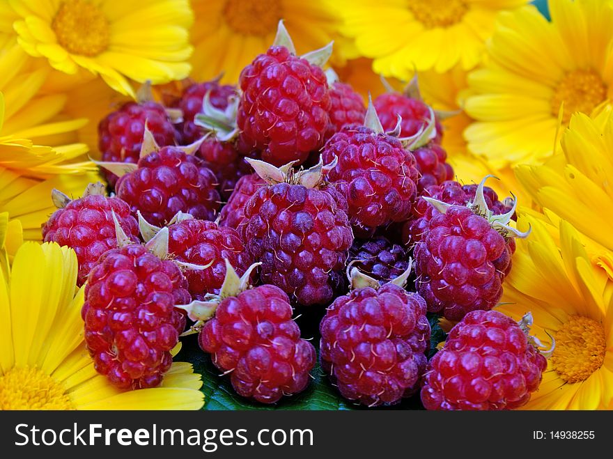 Ripe appetizing raspberry