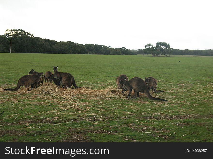Picture of lot of kangaroos