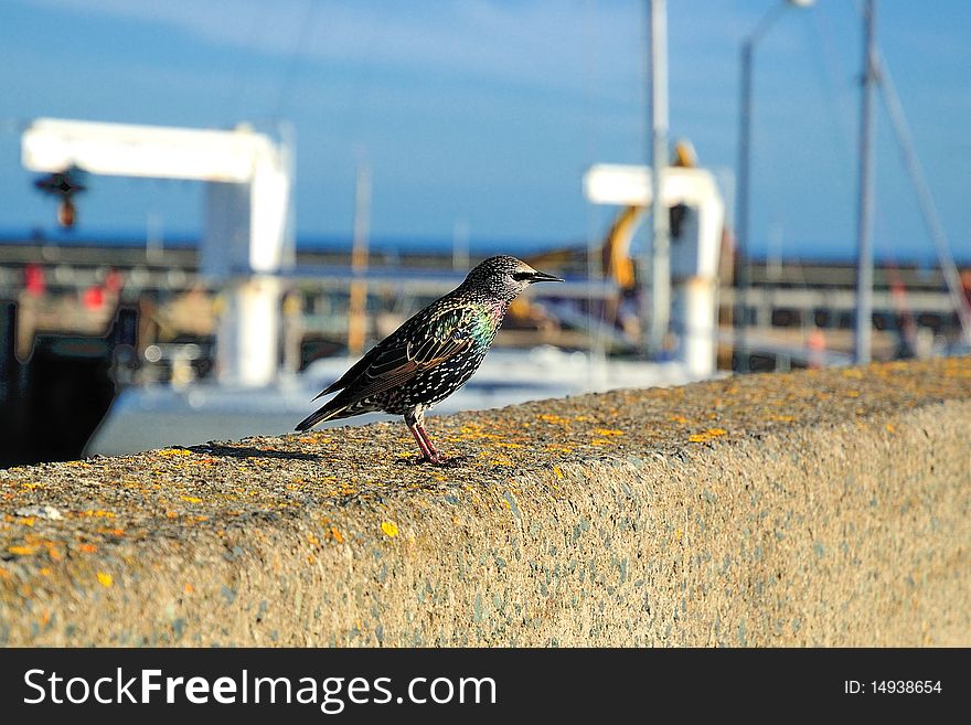 Bird on a parapet on the background of yachts. Bird on a parapet on the background of yachts