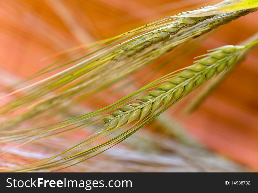 Green grain .barley,ready for harvest growing in a farm field