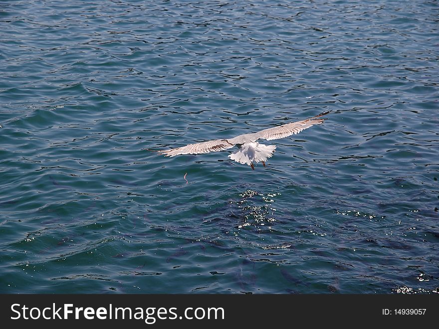 Seagull Searching For Prey
