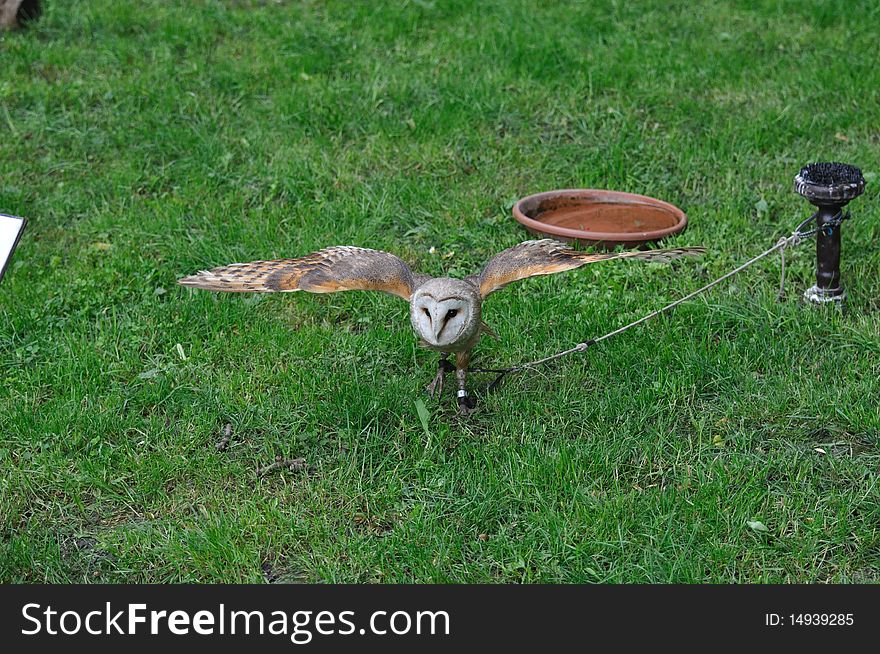 Barn owl in captivity on rope