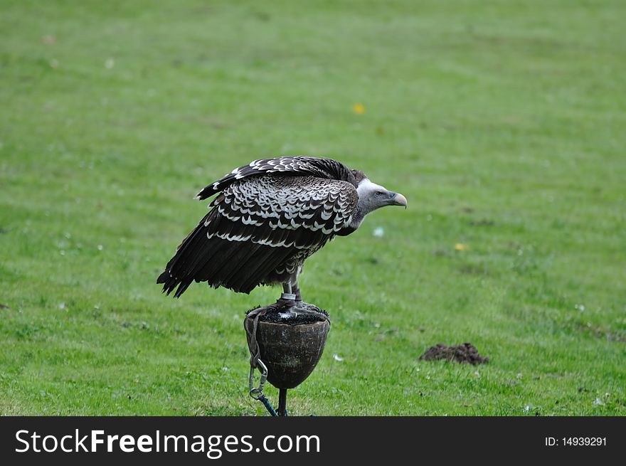 Whitevautour fauve - vulture in captivity