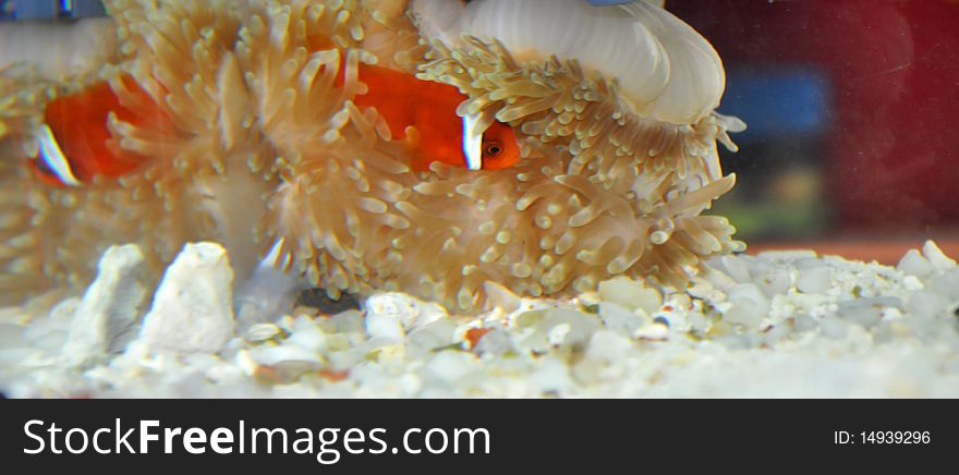 Clown fish in the anemone