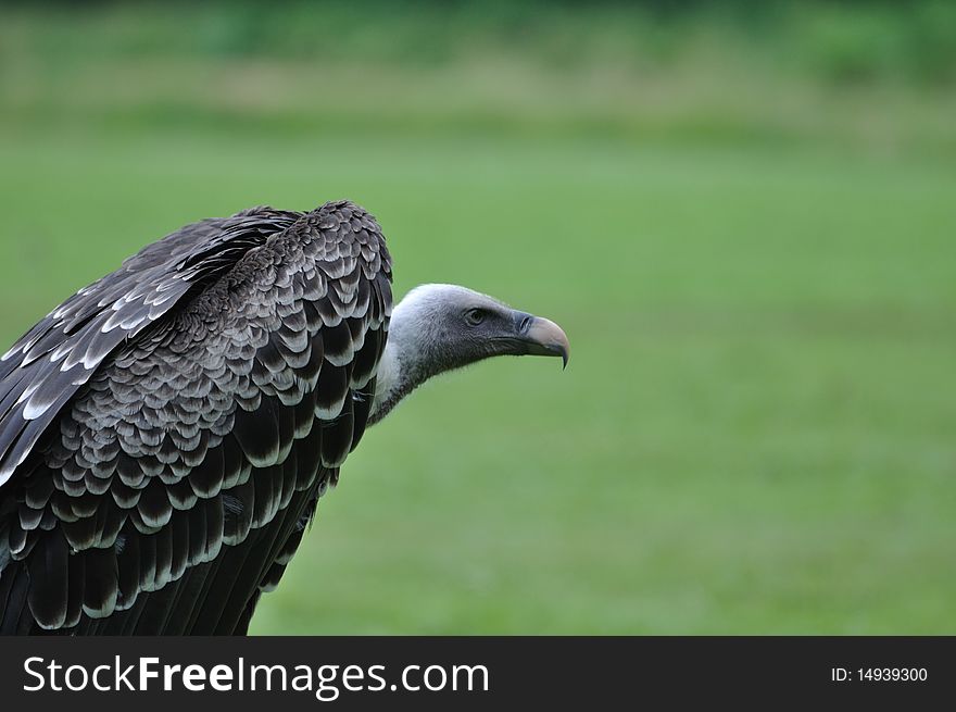 Eurasian Griffon - vulture on meadow
