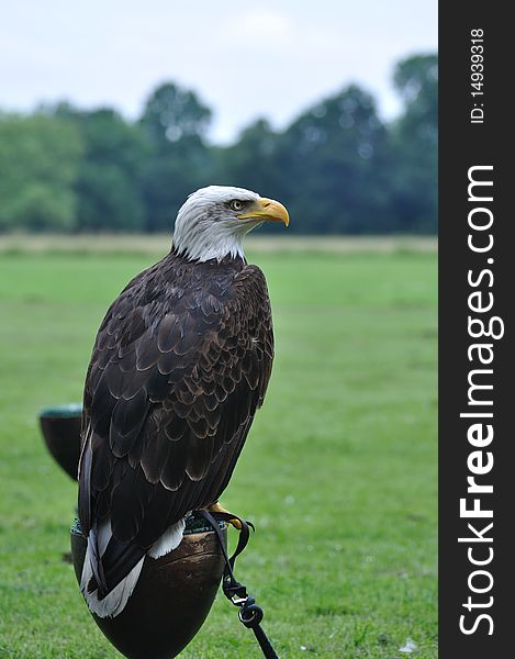Portrait of bald eagle above green meadow. Portrait of bald eagle above green meadow.