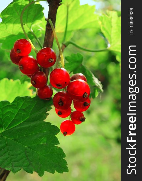 Bunch of delicious red currant on the bush. Bunch of delicious red currant on the bush