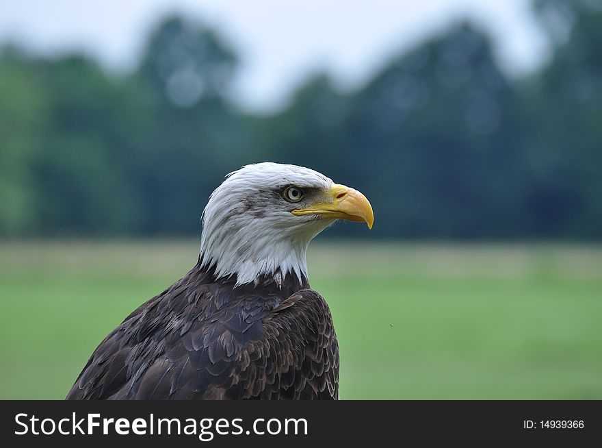 Bald Eagle Portrait