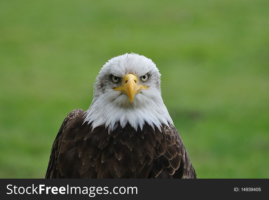 Portrait of bald eagle above green meadow. Portrait of bald eagle above green meadow.